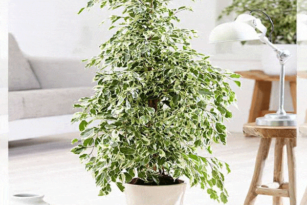 گل بنجامین ابلق چرا برگاش میریزه